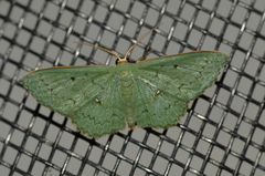 Zalissolepis subviolaria