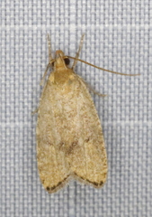 Psilocorsis cryptolechiella