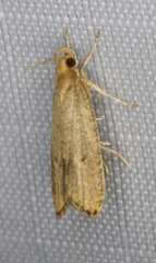 Psilocorsis cryptolechiella