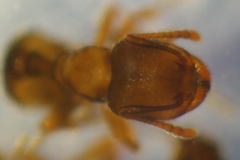 Tetramorium moravicum