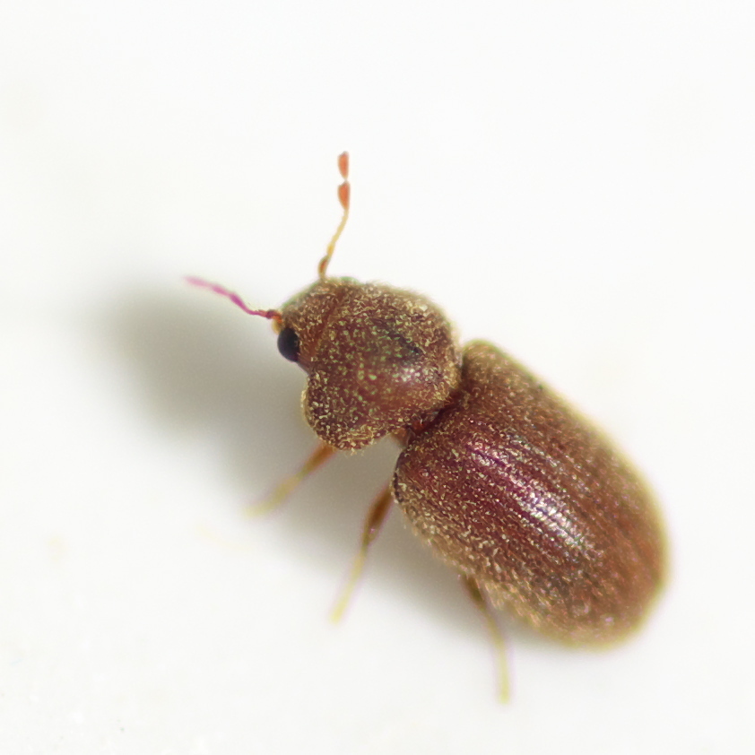 Death-watch Beetles