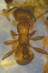 Tetramorium moravicum