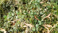 Alternanthera porrigens