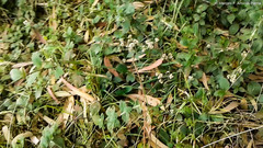 Alternanthera porrigens