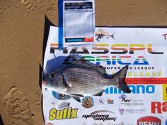 Sparodon durbanensis