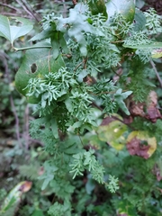 Lygodium palmatum image