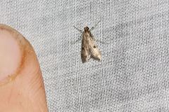 Araeomorpha diplopa