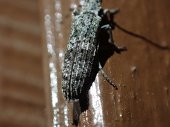 Priacma serrata