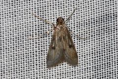 Araeomorpha diplopa