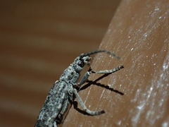 Priacma serrata