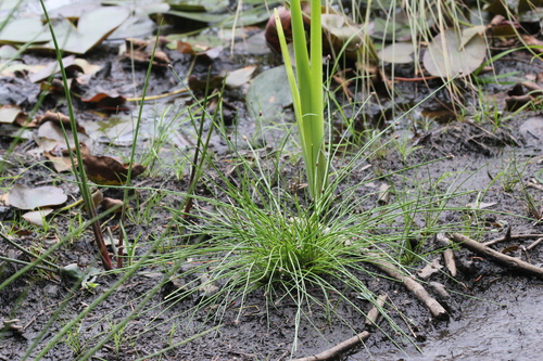 Image of Eleocharis ovata by (c) Quinten Wiegersma, some rights reserved (CC BY)