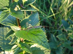 Conocephalus saltans
