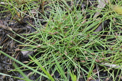 Eleocharis flavescens