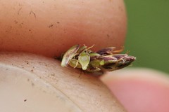 Eleocharis flavescens