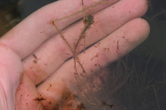 Potamogeton confervoides