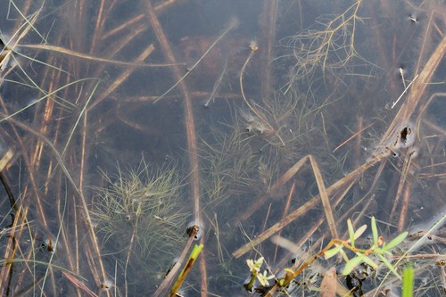 Image of Potamogeton confervoides by (c) Quinten Wiegersma, some rights reserved (CC BY)