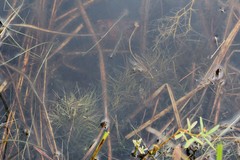 Potamogeton confervoides