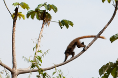 Callicebus nigrifrons