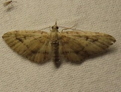 Eupithecia unicolor