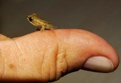 Hyperolius marmoratus marmoratus