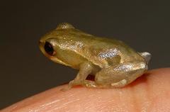 Hyperolius marmoratus marmoratus