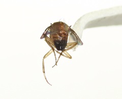 Drosophila melanogaster