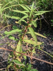 Ludwigia polycarpa