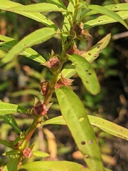 Ludwigia polycarpa
