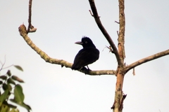 Cephalopterus ornatus