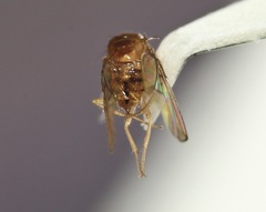 Drosophila tripunctata