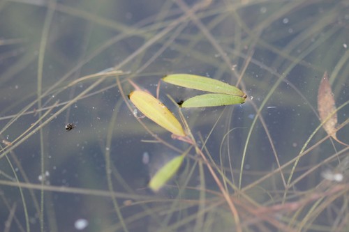 Snailseed pondweed (Potamogeton bicupulatus)