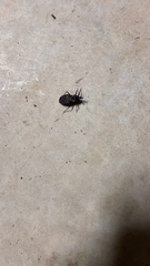 Triatoma sanguisuga