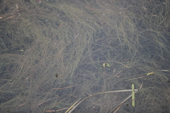 Potamogeton bicupulatus