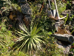 Agave multifilifera