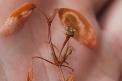 Potamogeton bicupulatus