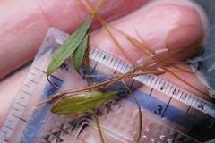 Potamogeton bicupulatus