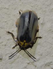 Megaleruca