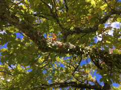 Pyrrosia eleagnifolia