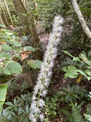 Actaea podocarpa