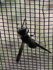 Parancistrocerus fulvipes