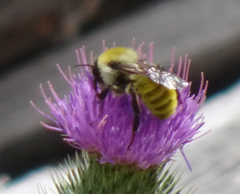 Bombus fervidus