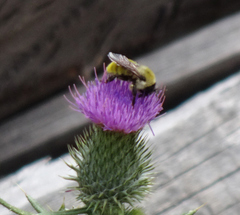 Bombus fervidus