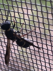 Parancistrocerus fulvipes
