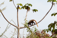 Callicebus nigrifrons