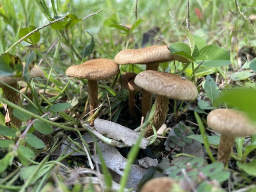 Inocybe