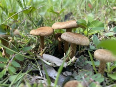 Fungi