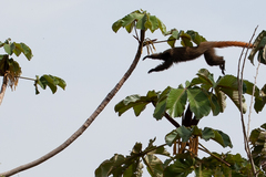 Callicebus nigrifrons