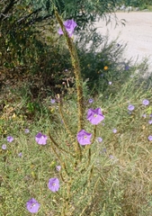 Ipomoea ternifolia