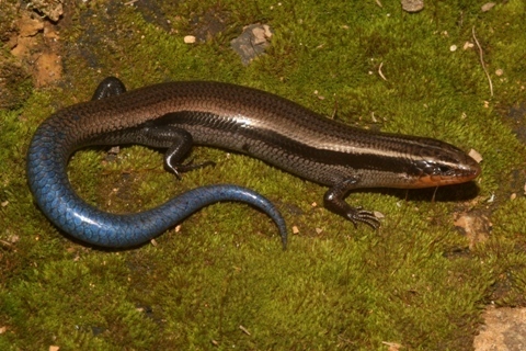Oak Forest Skink