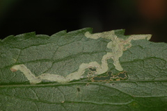 Phytomyza astotinensis